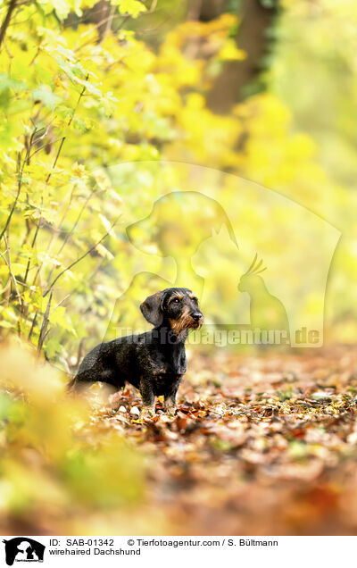 Rauhaardackel / wirehaired Dachshund / SAB-01342