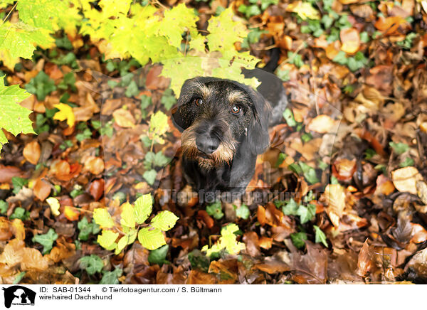Rauhaardackel / wirehaired Dachshund / SAB-01344
