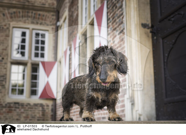 Rauhaardackel / wirehaired Dachshund / LP-01503