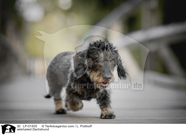 Rauhaardackel / wirehaired Dachshund / LP-01505