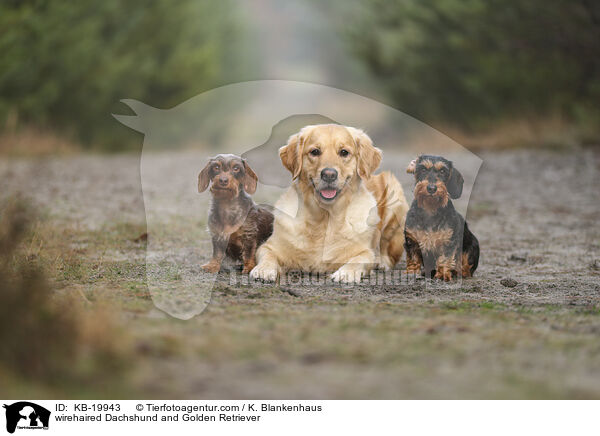 Rauhaardackel und Golden Retriever / wirehaired Dachshund and Golden Retriever / KB-19943