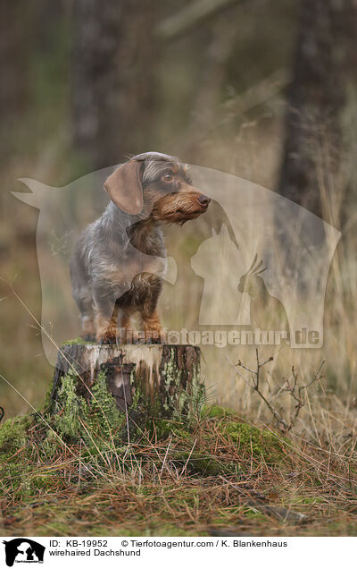 Rauhaardackel / wirehaired Dachshund / KB-19952