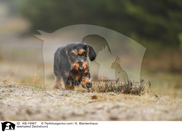 Rauhaardackel / wirehaired Dachshund / KB-19967