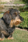 wirehaired dachshund in the meadow