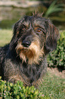 wirehaired dachshund portrait