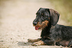 Dachshund