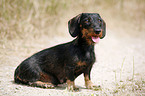 Dachshund