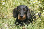 Dachshund