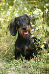 Dachshund