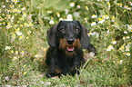 Dachshund