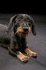 Dachshund