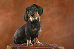 Dachshund