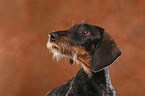 Dachshund Portrait