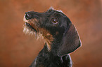 Dachshund Portrait