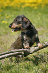 dachshund