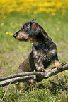 dachshund