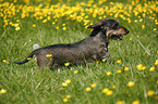 dachshund