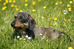 dachshund