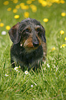 dachshund