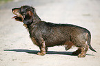 dachshund