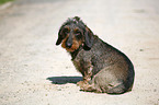 dachshund