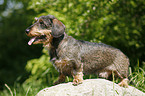 dachshund