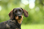 wirehaired Teckel