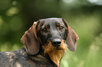 wirehaired Teckel