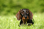 wirehaired Teckel