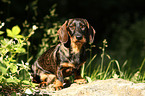 wirehaired Teckel