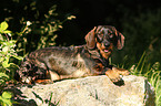 wirehaired Teckel