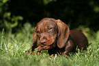 wirehair teckel puppy