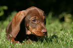 wirehair teckel puppy