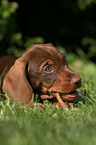 wirehair teckel puppy