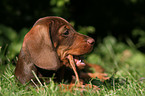 wirehair teckel puppy