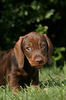 wirehair teckel puppy