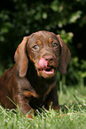 wirehair teckel puppy