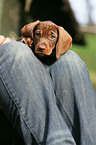 wirehair teckel puppy