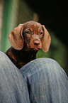 wirehair teckel puppy