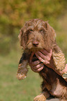 wirehaired Teckel