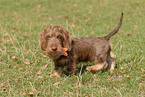 wirehaired Teckel