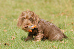 wirehaired Teckel