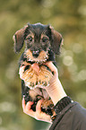 teckel puppy