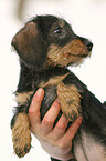 teckel puppy