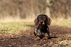 lying wirehaired teckel