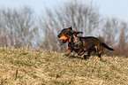 playing wirehaired teckel