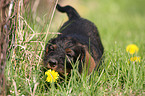 wirehaired Dachshund Puppy