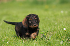 wirehaired Dachshund Puppy