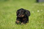 wirehaired Dachshund Puppy