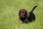 wirehaired Dachshund Puppy